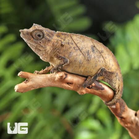 Spectral Pygmy Chameleon for sale - Underground Reptiles