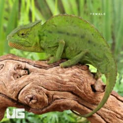 Crested Chameleon for sale - Underground Reptiles