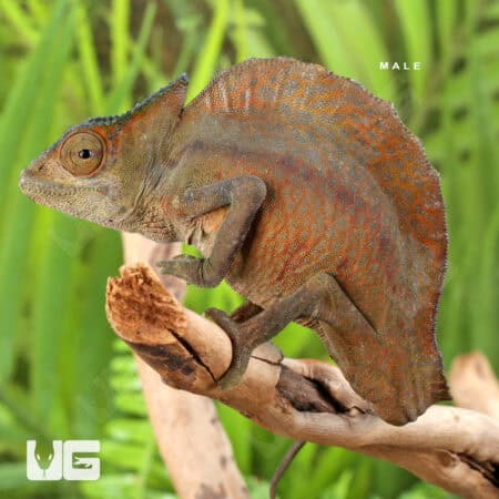 Crested Chameleon for sale - Underground Reptiles