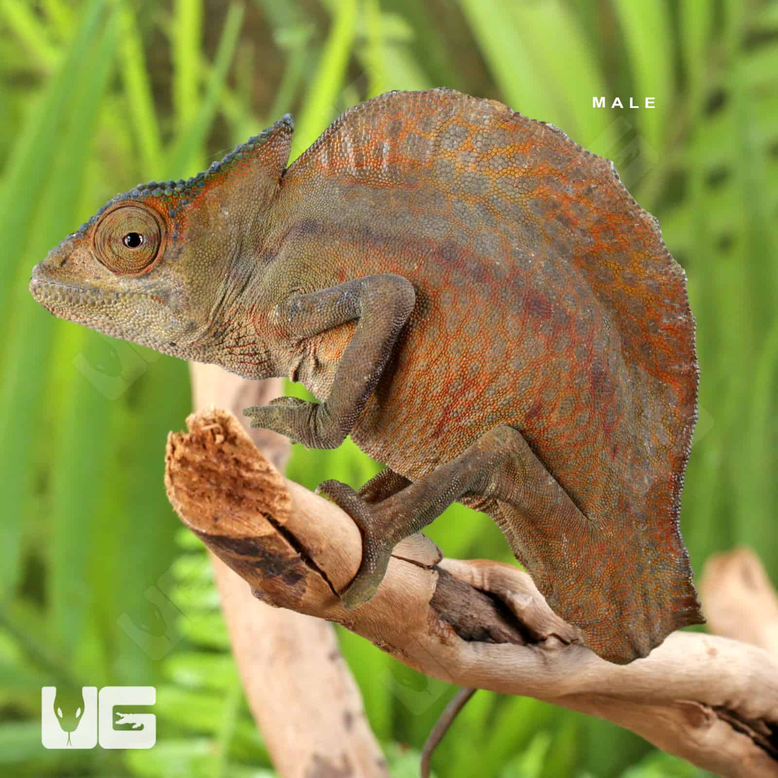 Crested Chameleon for sale - Underground Reptiles