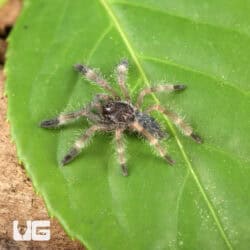 Darth Maul Tree Tarantula For Sale - Underground Reptiles