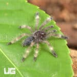 Darth Maul Tree Tarantula For Sale - Underground Reptiles