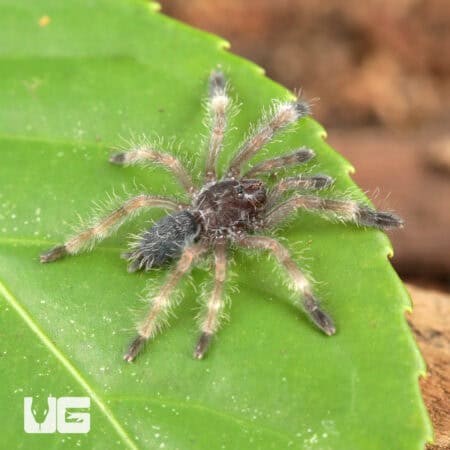 Darth Maul Tree Tarantula For Sale - Underground Reptiles