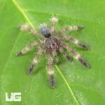 Darth Maul Tree Tarantula For Sale - Underground Reptiles