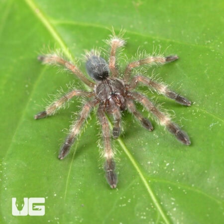 Darth Maul Tree Tarantula For Sale - Underground Reptiles