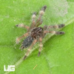 Darth Maul Tree Tarantula For Sale - Underground Reptiles