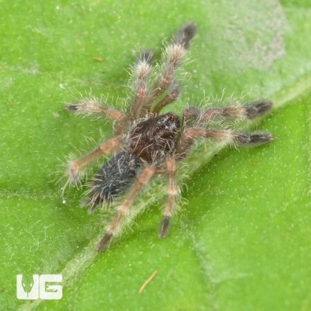 Darth Maul Tree Tarantula For Sale - Underground Reptiles