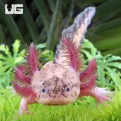 Dirty Leucistic Axolotls For Sale - Underground Reptiles