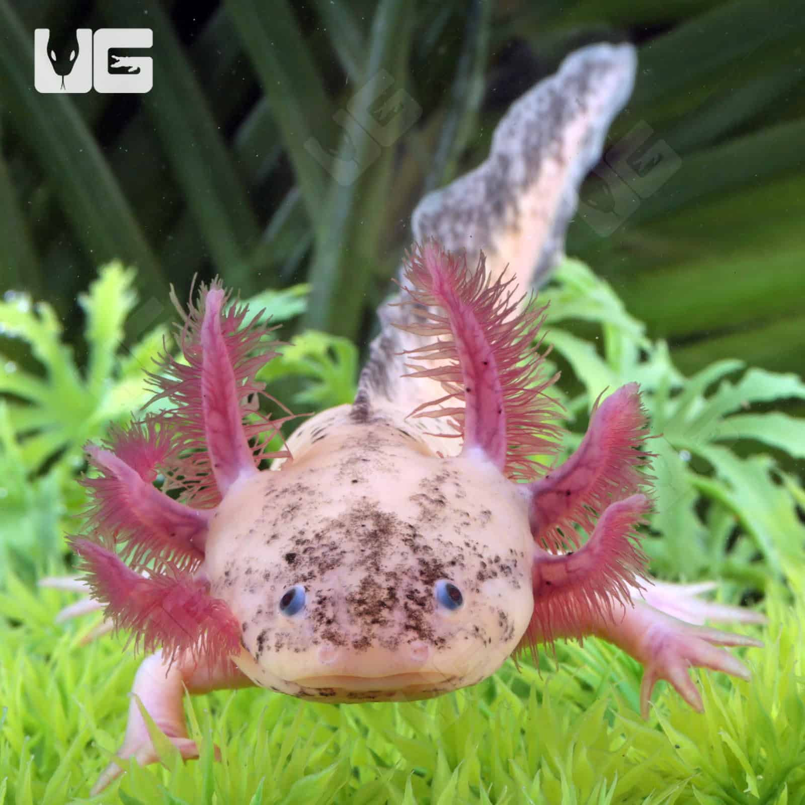 Dirty Leucistic Axolotls For Sale - Underground Reptiles