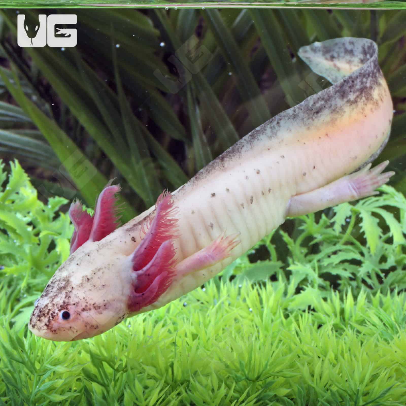 Dirty Leucistic Axolotls For Sale - Underground Reptiles