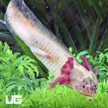Dirty Leucistic Axolotls For Sale - Underground Reptiles