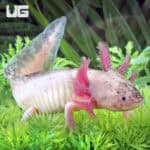 Dirty Leucistic Axolotls For Sale - Underground Reptiles