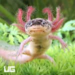 Dirty Leucistic Axolotls For Sale - Underground Reptiles