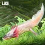 Dirty Leucistic Axolotls For Sale - Underground Reptiles