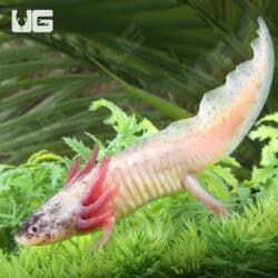 Dirty Leucistic Axolotls For Sale - Underground Reptiles