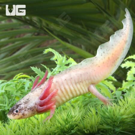 Dirty Leucistic Axolotls For Sale - Underground Reptiles