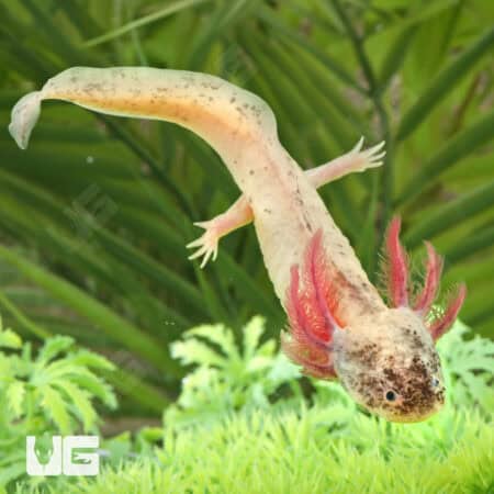 Dirty Leucistic Axolotls For Sale - Underground Reptiles