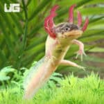 Dirty Leucistic Axolotls For Sale - Underground Reptiles