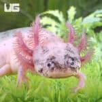 Dirty Leucistic Axolotls For Sale - Underground Reptiles