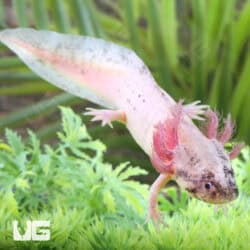 Dirty Leucistic Axolotls For Sale - Underground Reptiles