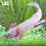 Dirty Leucistic Axolotls For Sale - Underground Reptiles