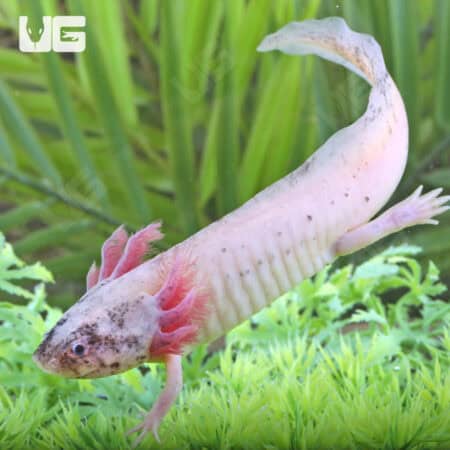 Dirty Leucistic Axolotls For Sale - Underground Reptiles