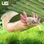 Dirty Leucistic Axolotls For Sale - Underground Reptiles