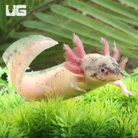 Dirty Leucistic Axolotls For Sale - Underground Reptiles