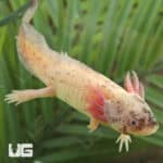 Dirty Leucistic Axolotls For Sale - Underground Reptiles