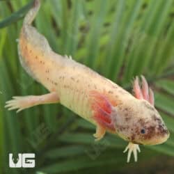 Dirty Leucistic Axolotls For Sale - Underground Reptiles