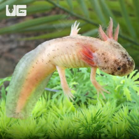 Dirty Leucistic Axolotls For Sale - Underground Reptiles