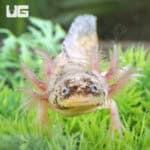 Dirty Leucistic Axolotls For Sale - Underground Reptiles