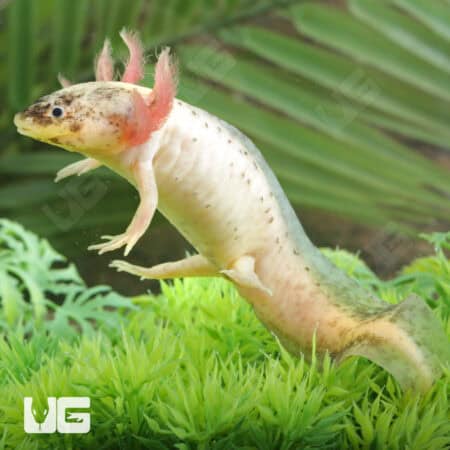 Dirty Leucistic Axolotls For Sale - Underground Reptiles
