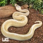 Baby Male Enchi Pastel Fire Pinstripe Ball Python For Sale - Underground Reptiles