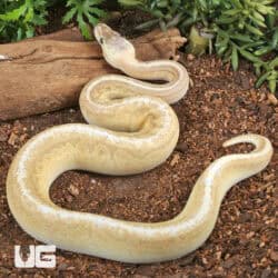 Baby Male Enchi Pastel Fire Pinstripe Ball Python For Sale - Underground Reptiles