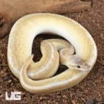 Baby Male Enchi Pastel Fire Pinstripe Ball Python For Sale - Underground Reptiles