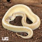 Baby Male Enchi Pastel Fire Pinstripe Ball Python For Sale - Underground Reptiles