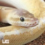 Baby Male Enchi Pastel Fire Pinstripe Ball Python For Sale - Underground Reptiles