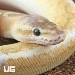 Baby Male Enchi Pastel Fire Pinstripe Ball Python For Sale - Underground Reptiles