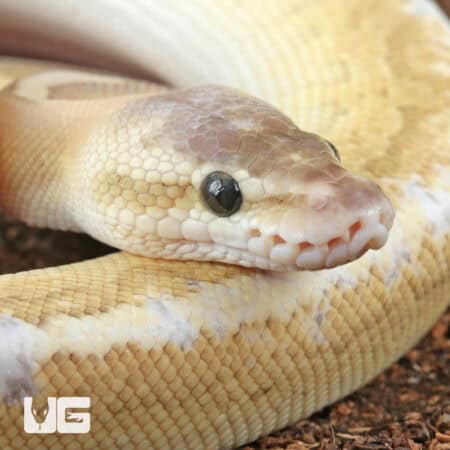 Baby Male Enchi Pastel Fire Pinstripe Ball Python For Sale - Underground Reptiles