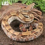 Fire Het T+ Albino Boa For Sale - Underground Reptiles