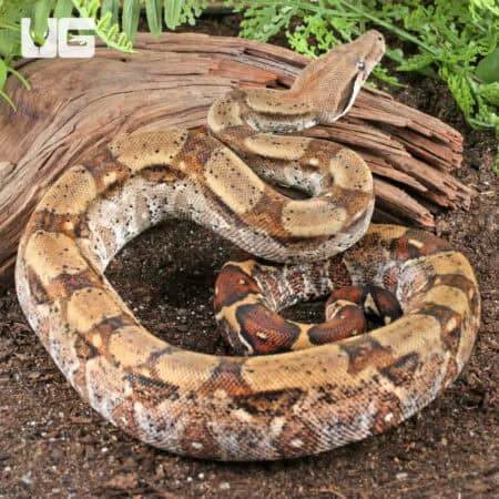 Fire Het T+ Albino Boa For Sale - Underground Reptiles