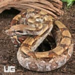 Fire Het T+ Albino Boa For Sale - Underground Reptiles