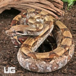 Fire Het T+ Albino Boa For Sale - Underground Reptiles