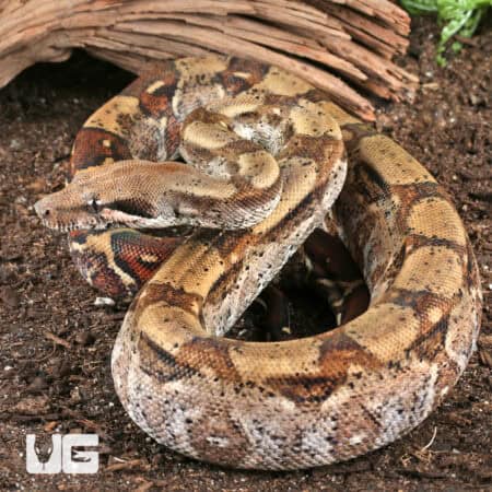 Fire Het T+ Albino Boa For Sale - Underground Reptiles