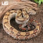 Fire Het T+ Albino Boa For Sale - Underground Reptiles