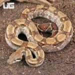 Fire Het T+ Albino Boa For Sale - Underground Reptiles