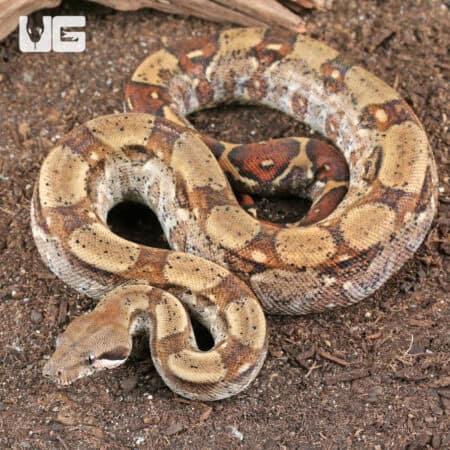 Fire Het T+ Albino Boa For Sale - Underground Reptiles