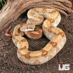 Fire T+ Albino Boa For Sale - Underground Reptiles