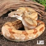Fire T+ Albino Boa For Sale - Underground Reptiles